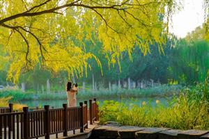 another pretty picture