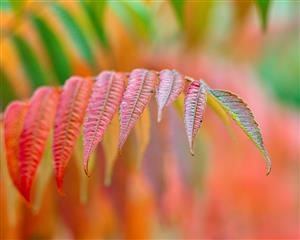 this is a plant i think