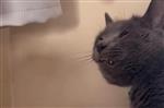 blep of dissatisfaction